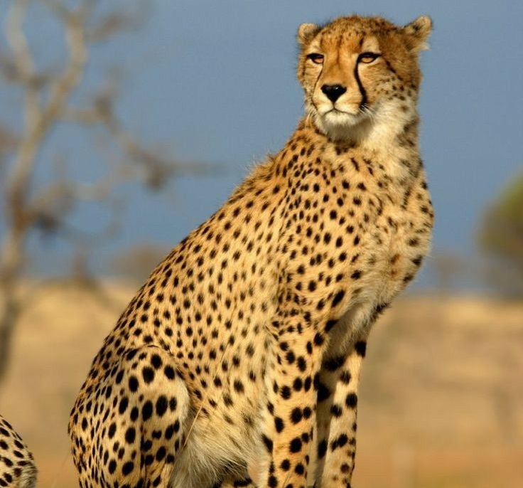Cheetah